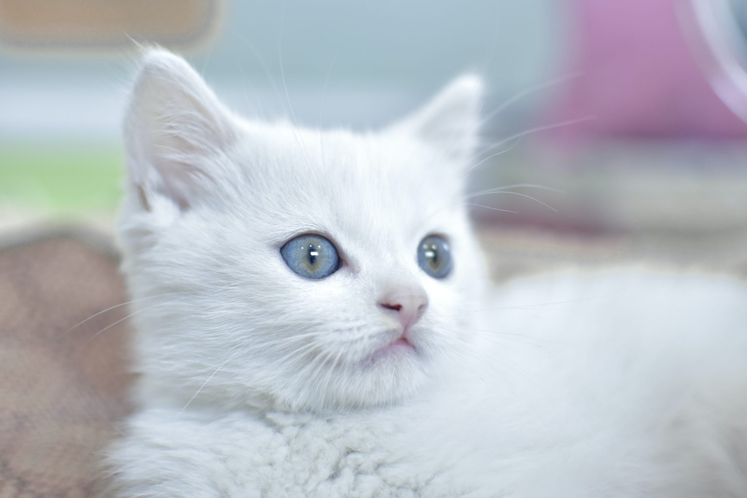 Серо белый кот с голубыми глазами. Name for White Cat.